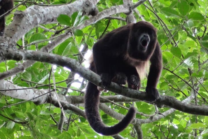 Churute Howler Monkey Reserve & Cacao Chocolate Making Day Trip from Guayaquil photo 2