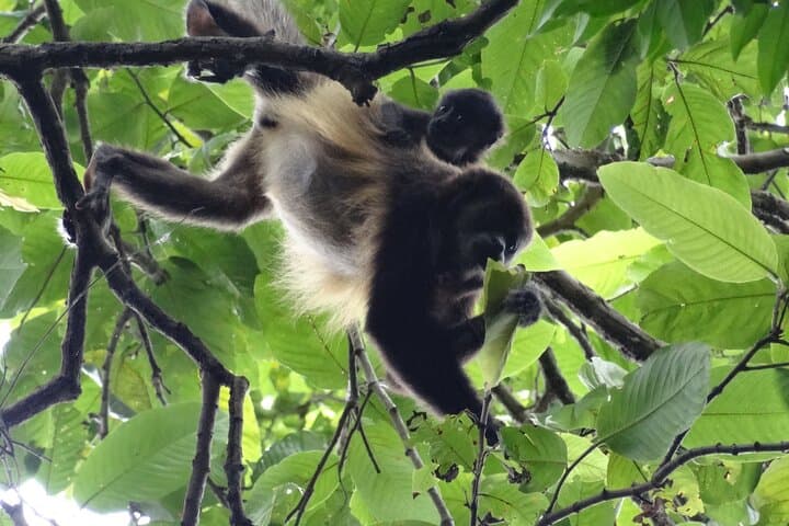 Churute Howler Monkey Reserve & Cacao Chocolate Making Day Trip from Guayaquil photo 3