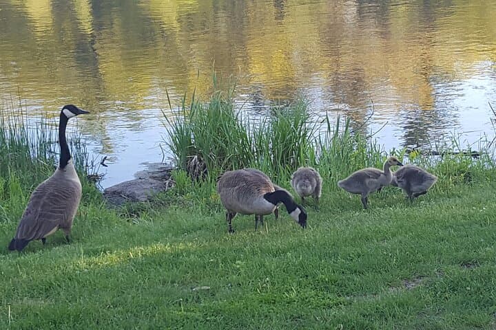 Benson Park Self-Guided Walking Tour: History, Highlights & Practical Tips photo 4