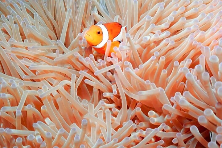 Kerama Islands Snorkeling from Naha: Full-Day 'Kerama Blue' Cruise photo 4