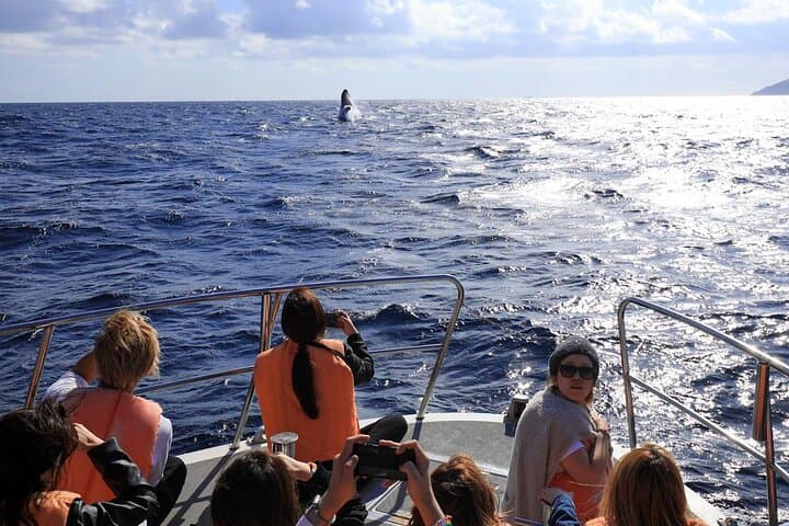 Okinawa Whale Watching from Naha: Winter Humpback Excursions photo 2