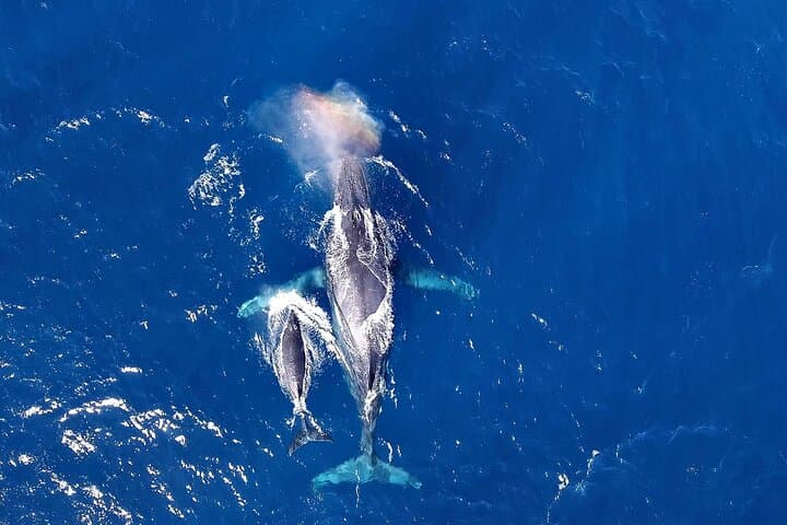 Okinawa Whale Watching from Naha: Winter Humpback Excursions