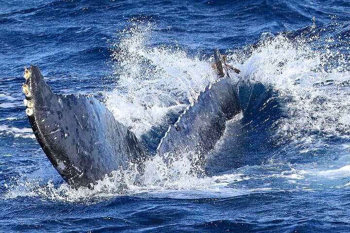 Okinawa Whale Watching from Naha: Winter Humpback Excursions photo 5