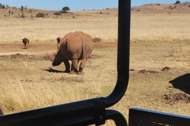 Full-Day Rhino and Lion Safari with Wonder Cave — Day Trip from Johannesburg