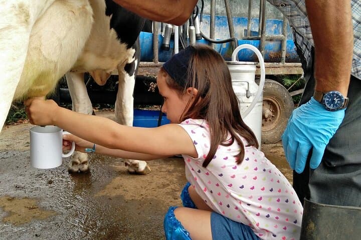 Hands-On Cow Milking on Terceira: Half-Day Azorean Dairy Farm Visit