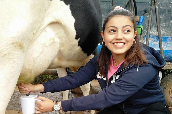 Hands-On Cow Milking on Terceira: Half-Day Azorean Dairy Farm Visit photo 2