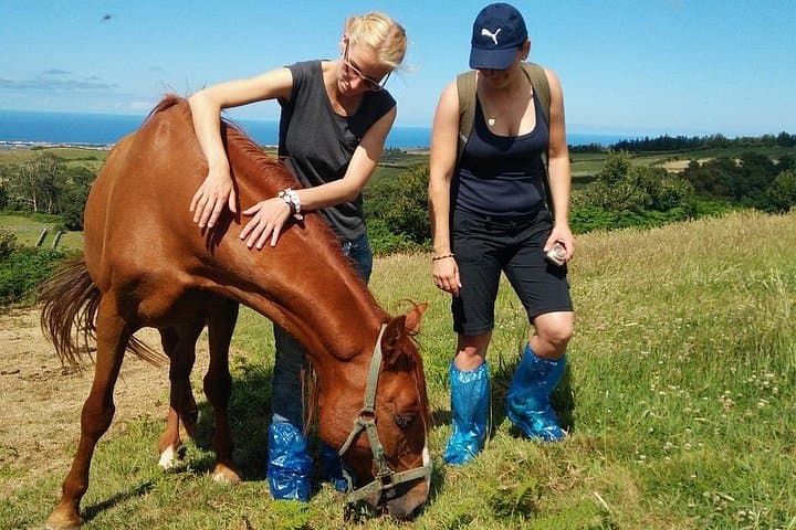 Hands-On Cow Milking on Terceira: Half-Day Azorean Dairy Farm Visit photo 3