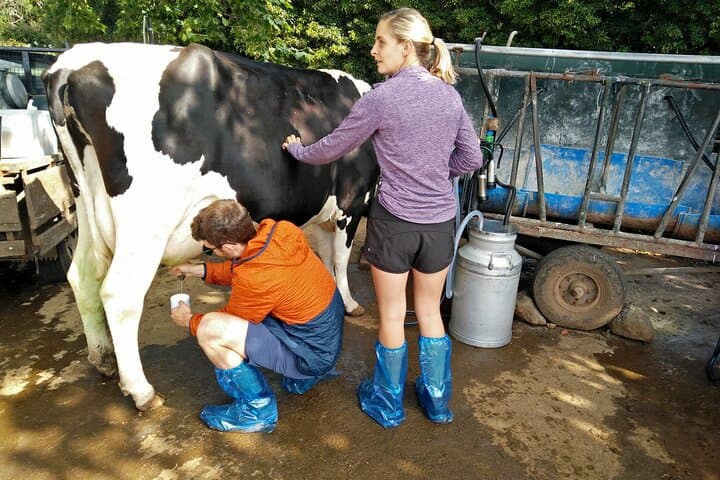 Hands-On Cow Milking on Terceira: Half-Day Azorean Dairy Farm Visit photo 4
