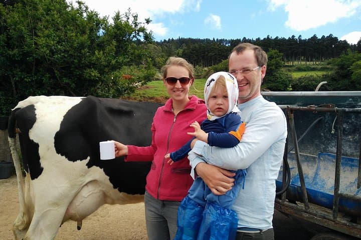 Hands-On Cow Milking on Terceira: Half-Day Azorean Dairy Farm Visit photo 6