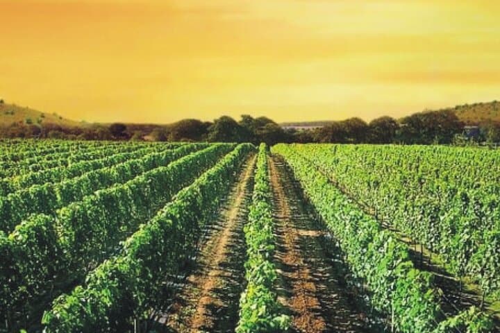 Private Tikvesh Wine Region Tour from Skopje — Vodno, Stobi & Wine Tasting photo 2