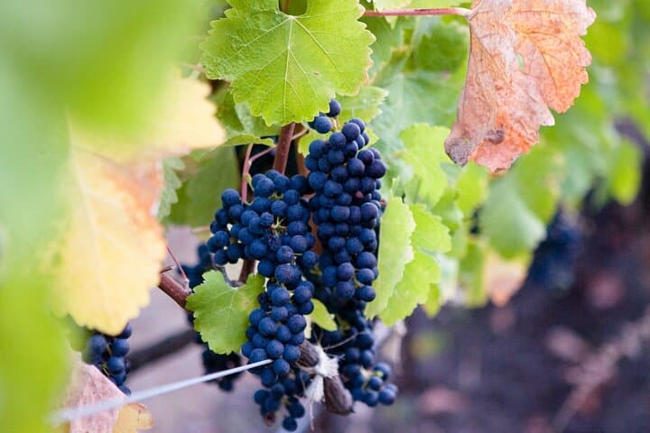 Mt Etna and Wine Tasting Tour from Catania photo 2
