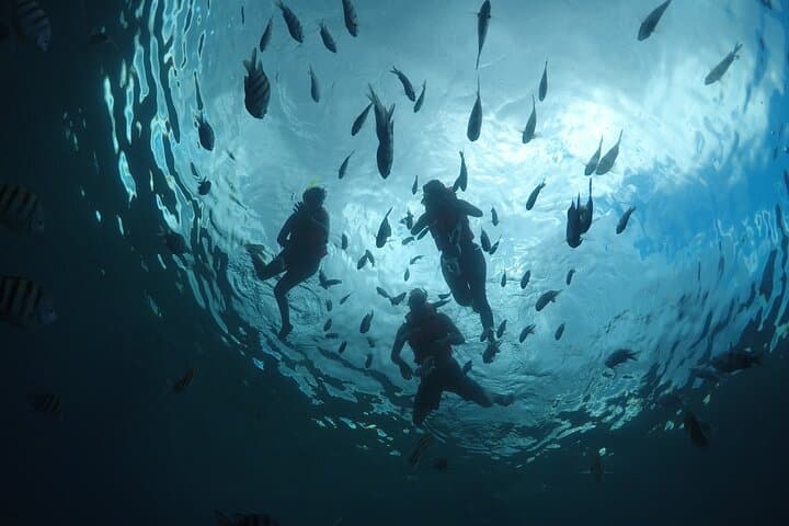 Clear-Boat Snorkeling in Cozumel: Crystal-Clear Boat Tour & Reef Snorkel photo 6