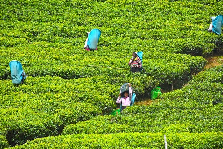 7-Day Classical Sri Lanka Tour: Sigiriya, Kandy, Tea Country & Yala Safari photo 4