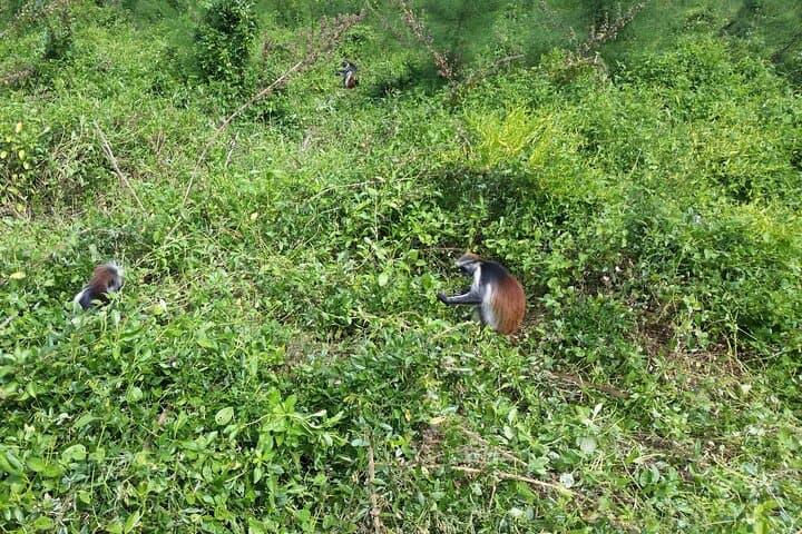 Jozani Forest Red Colobus Walk and Pete-Jozani Mangrove Boardwalk photo 2