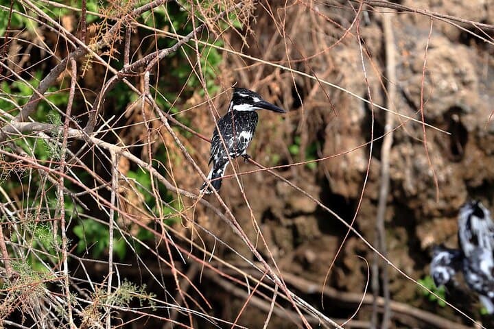 Felucca Bird-Watching on the Nile: Half-Day Tour with Aswan’s Birdman photo 2