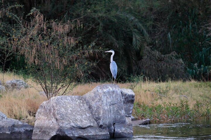 Felucca Bird-Watching on the Nile: Half-Day Tour with Aswan’s Birdman photo 4