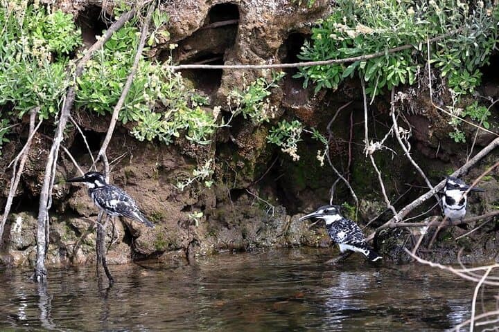 Felucca Bird-Watching on the Nile: Half-Day Tour with Aswan’s Birdman photo 6