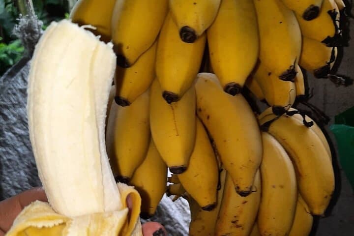 Don Olivo Chocolate Tour: Hands-On Cacao Experience Near La Fortuna photo 3