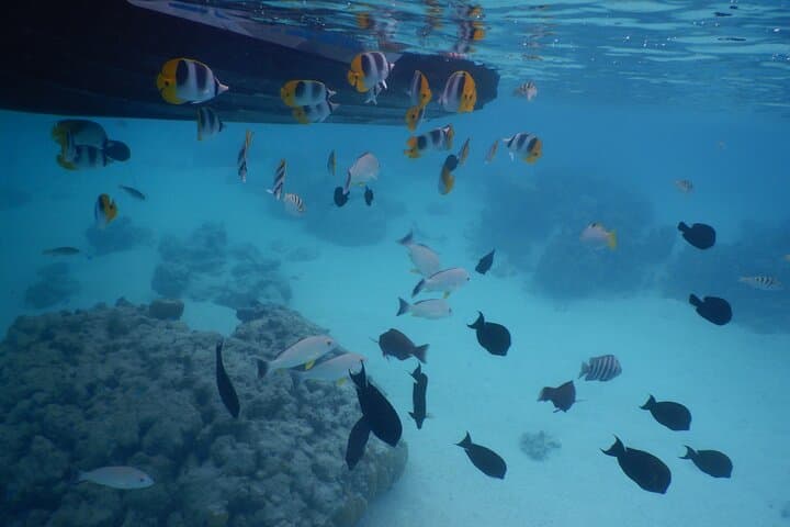 2-Hour Moorea Jet Ski Discovery Tour: Lagoon, Rays & Blacktip Sharks photo 3