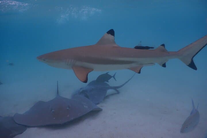 2-Hour Moorea Jet Ski Discovery Tour: Lagoon, Rays & Blacktip Sharks photo 5