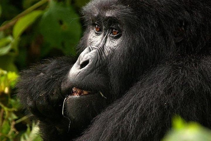11-Day Uganda & Rwanda Gorilla Tracking Tour from Entebbe — Bwindi, Volcanoes & Nyungwe photo 6