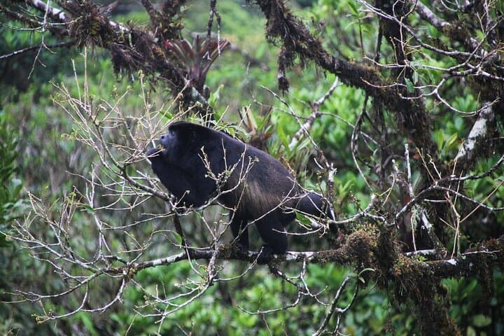 Monteverde Hanging Bridges & Zipline: One-Day Cloud Forest Adventure from San José photo 6
