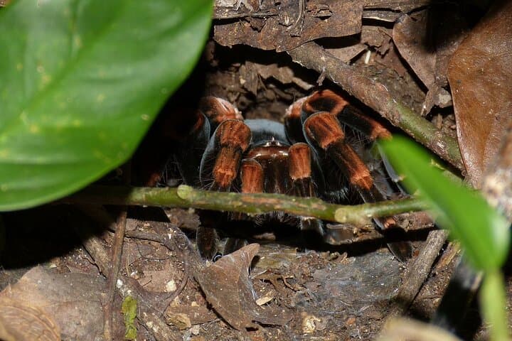 Monteverde Hanging Bridges & Zipline: One-Day Cloud Forest Adventure from San José photo 3