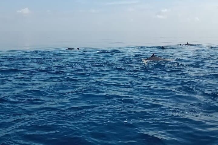 Lovina Dolphin Watching & Wanagiri Hidden Hills — Private Full-Day Tour photo 3
