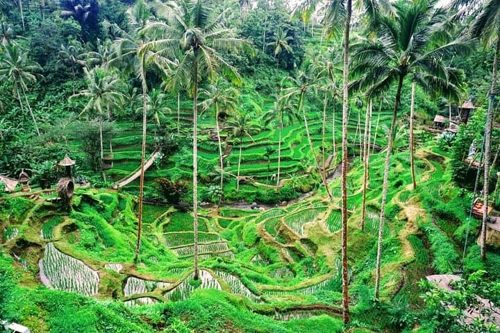 Full-Day Batur Volcano & Ubud Art Villages: Kintamani, Tegalalang & Tirta Empul photo 4