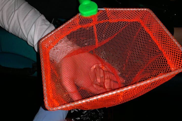 Thousand Islands Bioluminescent Kayak Tour — Cocoa Beach Night Paddle photo 5