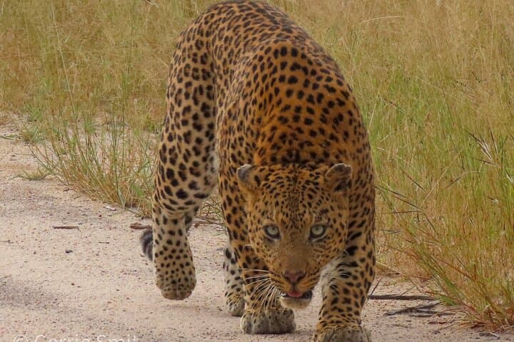 Private Full-Day Safari in Kruger National Park from Hazyview photo 3