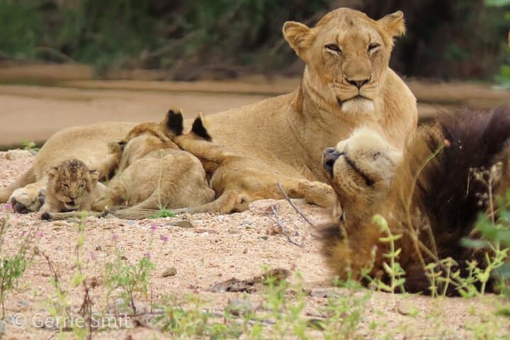 Private Full-Day Safari in Kruger National Park from Hazyview photo 6