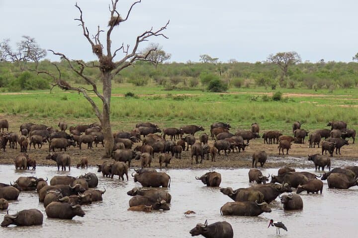 Private Full-Day Safari in Kruger National Park from Hazyview photo 5