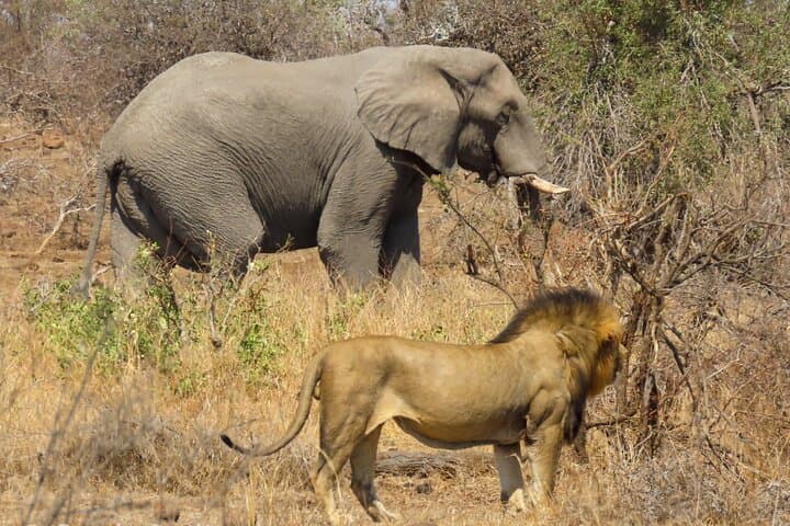 Private Full-Day Safari in Kruger National Park from Hazyview