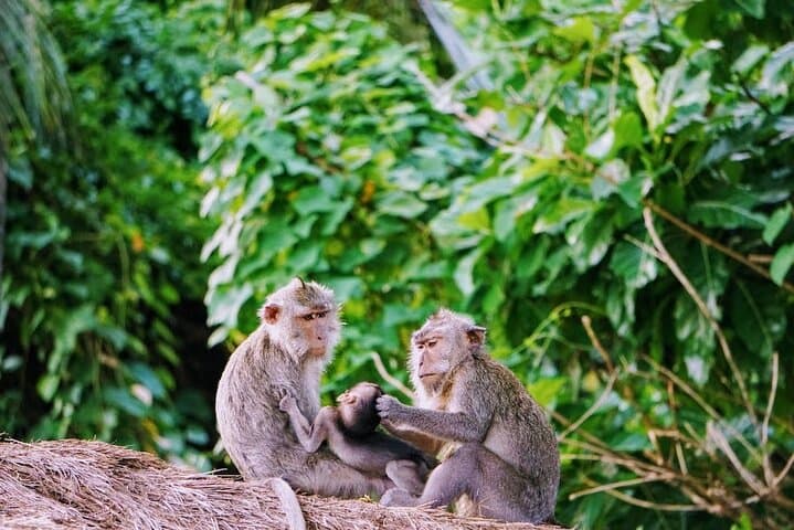 Full-Day Batur Volcano & Ubud Art Villages: Kintamani, Tegalalang & Tirta Empul photo 5