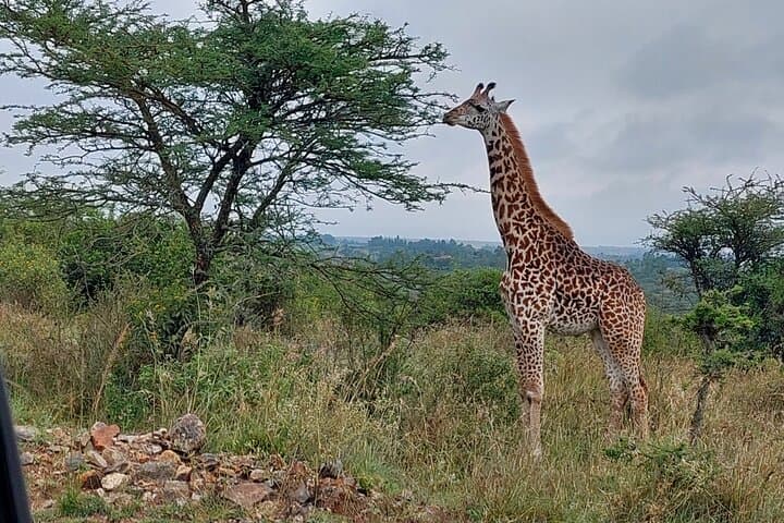 Nairobi National Park Morning Game Drive: Wildlife at the City’s Edge photo 2