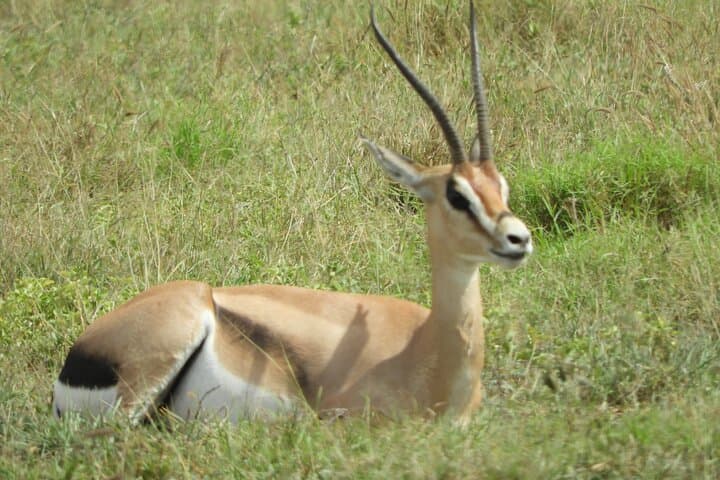 Nairobi National Park Morning Game Drive: Wildlife at the City’s Edge photo 3