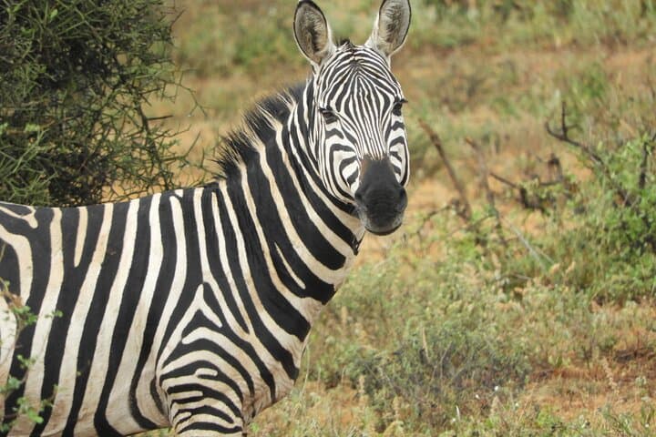 Nairobi National Park Morning Game Drive: Wildlife at the City’s Edge photo 4