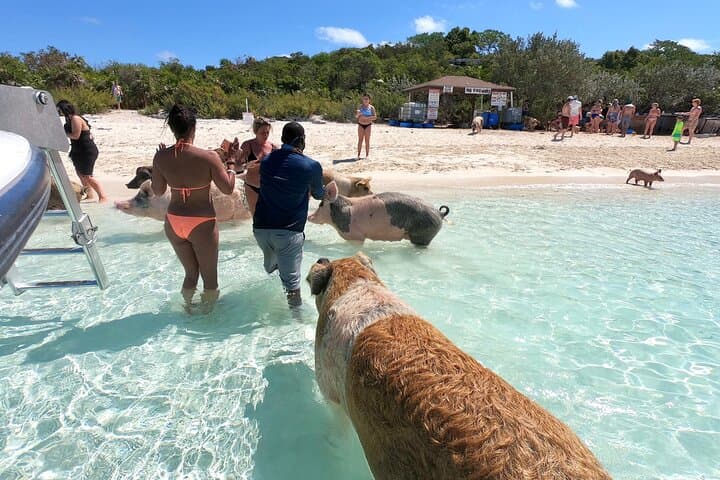 Exuma Full-Day Swimming Pigs & Nurse Sharks Boat Tour from Nassau photo 4