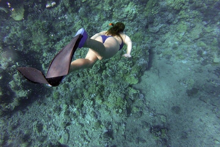 Key West Dolphin Watching & Snorkeling Adventure — Backcountry Reefs and Wild Dolphins photo 3