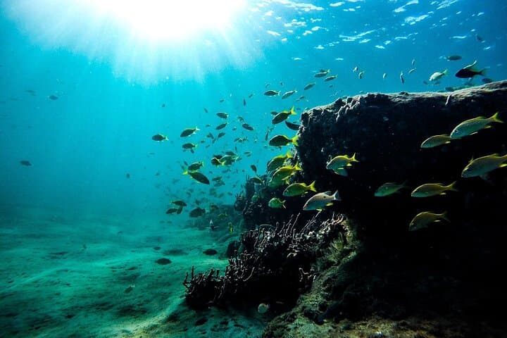 Key West Dolphin Watching & Snorkeling Adventure — Backcountry Reefs and Wild Dolphins photo 4