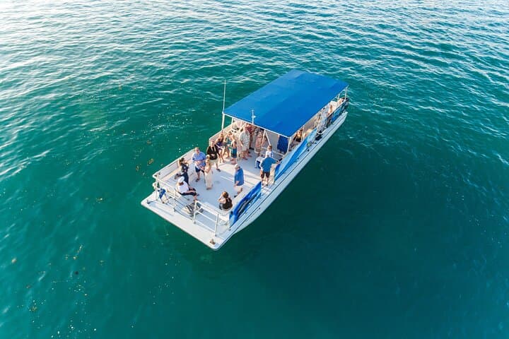 Key West Dolphin Watching & Snorkeling Adventure — Backcountry Reefs and Wild Dolphins photo 5