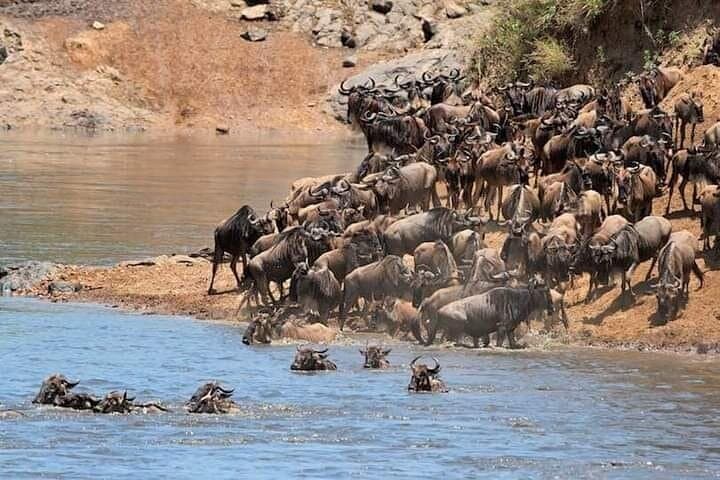 3-Day Private Budget Safari to Serengeti & Ngorongoro Crater — Camping Game-Drive Adventure photo 4