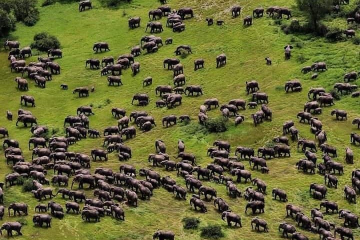 3-Day Private Budget Safari to Serengeti & Ngorongoro Crater — Camping Game-Drive Adventure photo 6