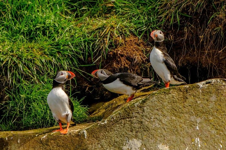 Puffin Speedboat Express: Fast RIB Puffin Tours from Reykjavík photo 3