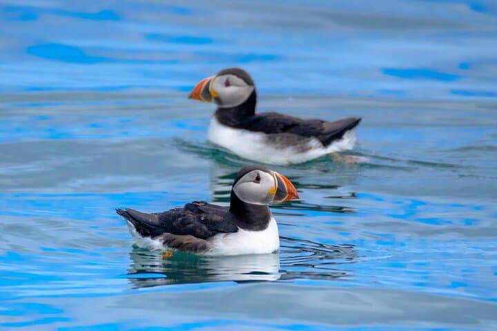 Puffin Speedboat Express: Fast RIB Puffin Tours from Reykjavík photo 4