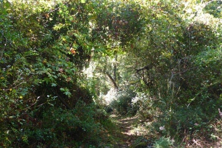 Kydoni Gorge Half-Day Walk: Karanos to Meskla Hiking Adventure photo 6