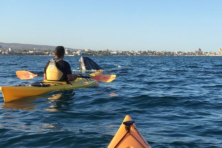 Kayak Safari in Bahía de La Paz — 2-Hour Wildlife Paddle from the Malecón