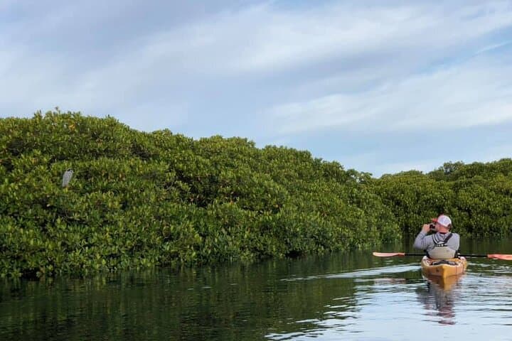 Kayak Safari in Bahía de La Paz — 2-Hour Wildlife Paddle from the Malecón photo 4