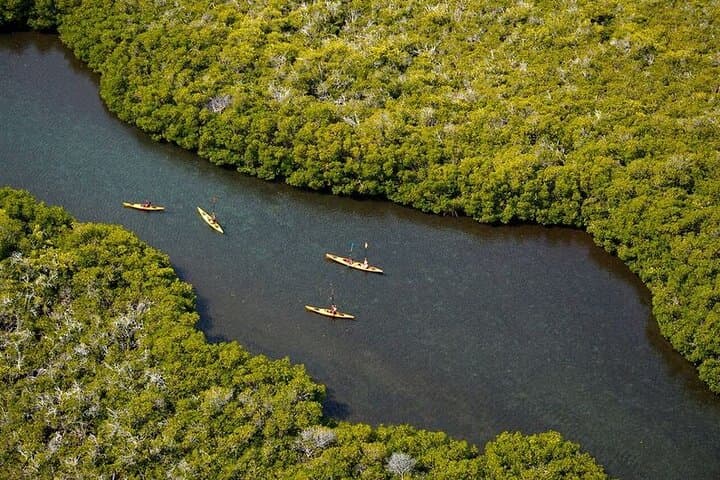 Kayak Safari in Bahía de La Paz — 2-Hour Wildlife Paddle from the Malecón photo 2